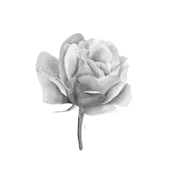 Rose Ilustración Botánica Blanco Negro Dibujada Mano Objeto Aislado Realista —  Fotos de Stock