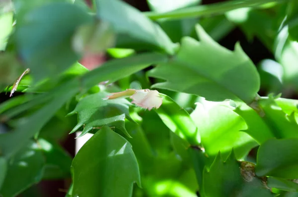 Planta Casa Schlumbergera Planta Verde Suculenta Macrofotografia Botânica Para Ilustração — Fotografia de Stock