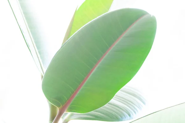 Hoja Verde Lisa Grande Del Higo Goma Ficus Elastica Macrofotografía — Foto de Stock