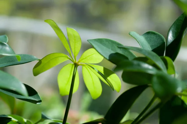 Green, smooth and shinyl eaves of schefflera. Botanical macrophotography for illustration of schefflera.