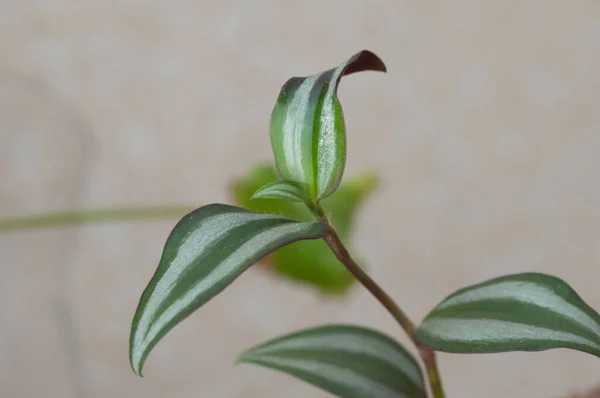 Rood Groen Blad Van Tradescantia Potplant Botanische Macrofotografie Ter Illustratie — Stockfoto