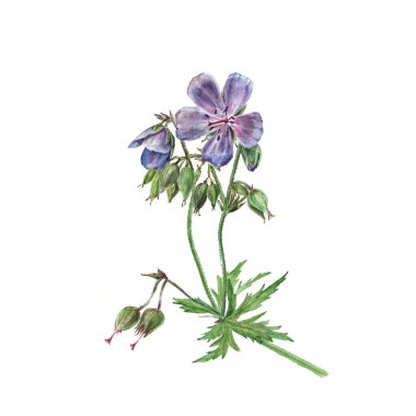 Botanical watercolor illustration of flower forest geranium, violet flower isolated on white background clipart