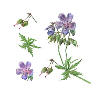 Botanical watercolor illustration of flower forest geranium, violet flower isolated on white background clipart