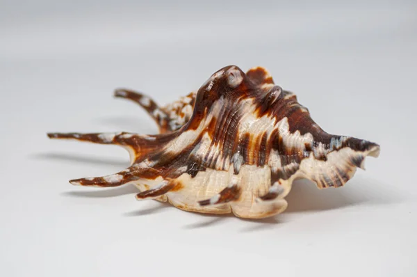 Shell Spider Conch Även Känd Som Lambis Lambis Den Vita — Stockfoto