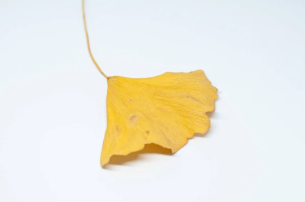 Macrofotografia Folha Ginkgo Amarelo Sobre Fundo Branco — Fotografia de Stock