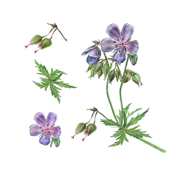 Acuarela botánica ilustración de geranio del bosque de flores, flor violeta aislada sobre fondo blanco — Foto de Stock