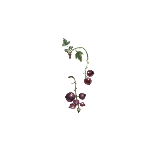 Acuarela botánica ilustración de grosella negra aislada sobre fondo blanco — Foto de Stock