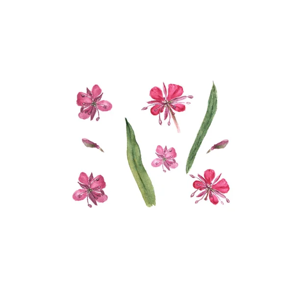 Illustrazione botanica ad acquerello di Epilobio, Chamaenerion angustifolium, Willow herb, fireweed flower isolato su sfondo bianco — Foto Stock