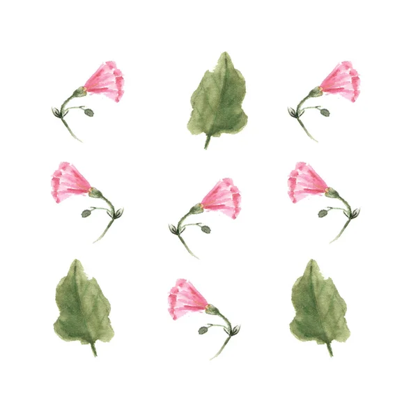 Botanisk akvarell illustration av rosa morgon härlighet fält Bindweed, Convolvulus arvensis blommor isolerade på vit bakgrund — Stockfoto