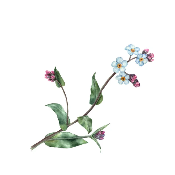 Botanische Aquarell-Illustration von Forget Me Not Flower isoliert auf weißem Hintergrund — Stockfoto