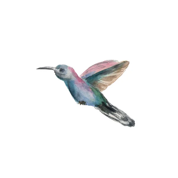 Akvarell portré a madár colibri Kolibri elszigetelt fehér háttér — Stock Fotó