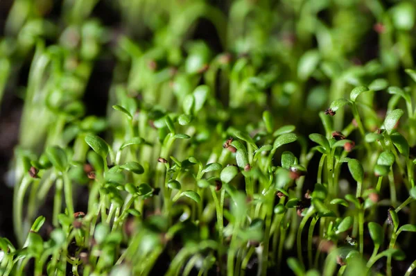 Garden cress, young plants, macro photo from above. edible herb. Microgreen. Peppery flavor and aroma. Also called mustard and cress, garden pepper cress, pepperwort or pepper grass.