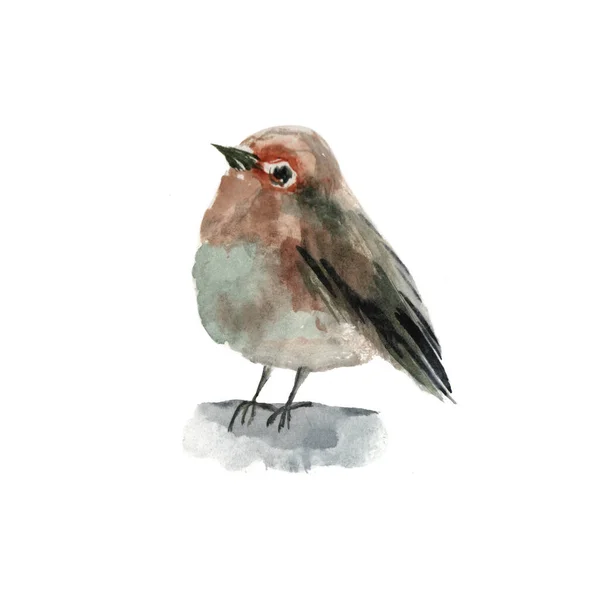 Portrait aquarelle d'oiseau isolé sur fond blanc. — Photo