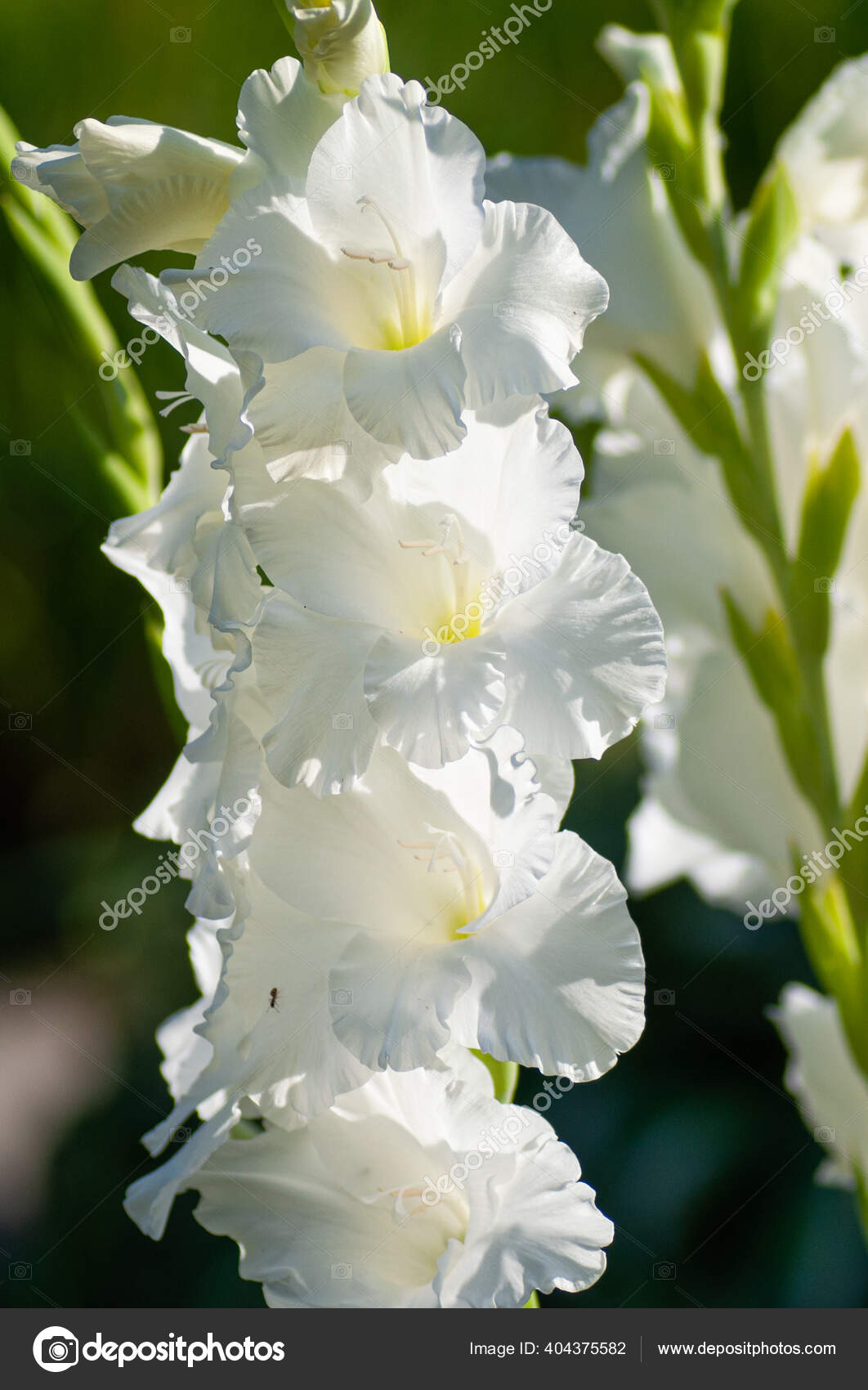 庭の白いグラジオラスの花 素晴らしい美しさと約束への表現 グラジオラスのイラストのための植物のマクロ写真 ストック写真 C Shanserika