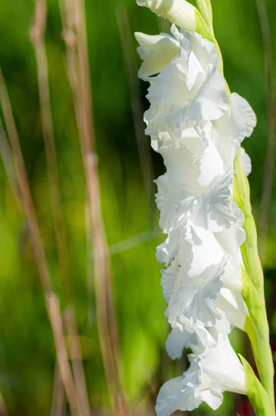 하얀 글라디올러스 꽃이 정원에 핀다. 아름다운 것과 약속 된 것에 대한 보답 — 스톡 사진