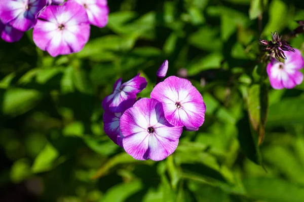 Vackra Delikata Violett Vita Floxblommor Med Gröna Blad Trädgården — Stockfoto