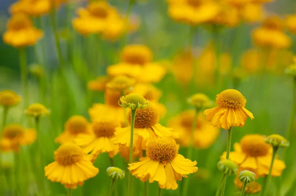 정원에 Flowing Sneurzeweed Helenium Helenium 삽화를 식물학적 매크로 — 스톡 사진