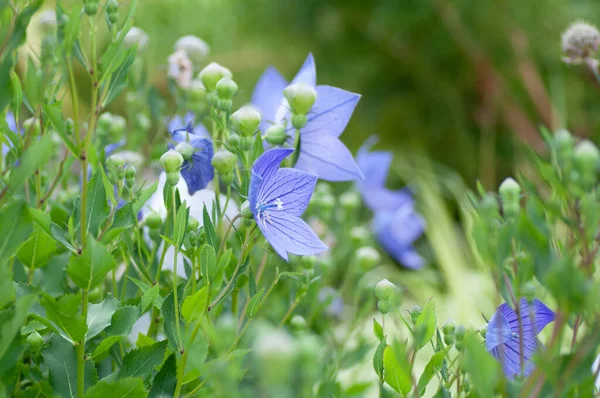 Närbild Blå Klocka Blommor Botanisk Makrofotografi För Illustration Blå Klocka — Stockfoto