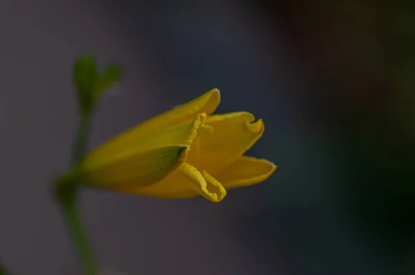 Dia Amarelo Lírio Lírio Verde Cena Fundo Macrofotografia Botânica Para — Fotografia de Stock