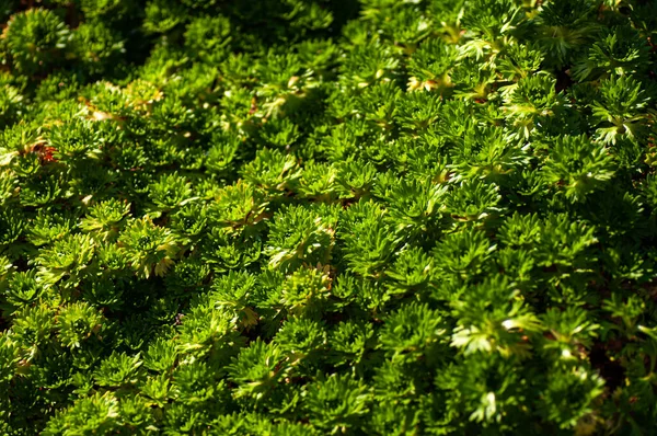 Gröna Blad Små Plantor Golvet Botanisk Makrofotografi — Stockfoto