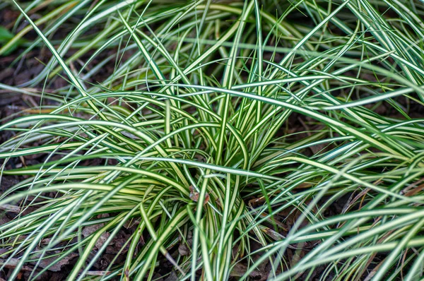 Lunga erba verde fresca con strisce bianche in giardino. Fotografia botanica di erba — Foto Stock