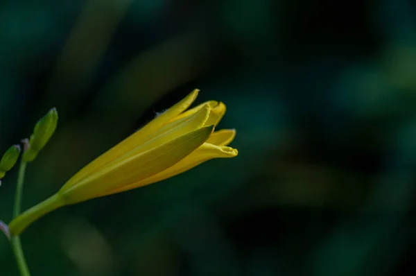 Yellow day lily, lily on the blurred dark background