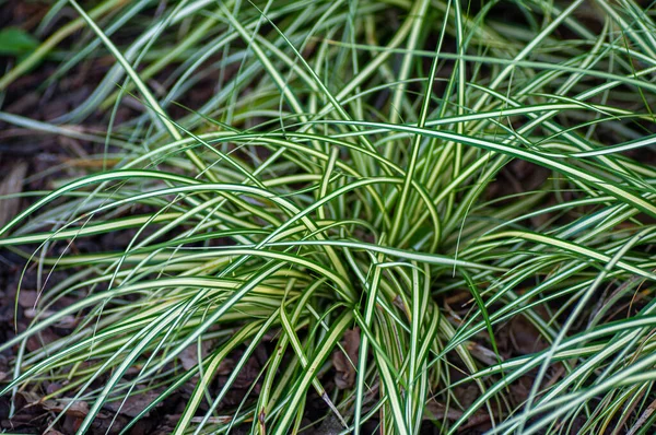 Lunga erba verde fresca con strisce bianche in giardino. Fotografia botanica di erba — Foto Stock