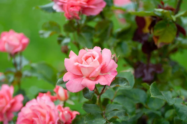 Różowy kwiat róży z kroplami deszczu na krzewie róż w ogrodzie. Fotografia botaniczna do ilustracji Rose — Zdjęcie stockowe