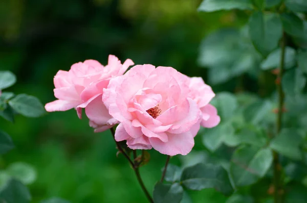 Przetarg różowy kwiat róży na łodydze na zielonym tle w ogrodzie. Fotografia botaniczna do ilustracji Rose — Zdjęcie stockowe