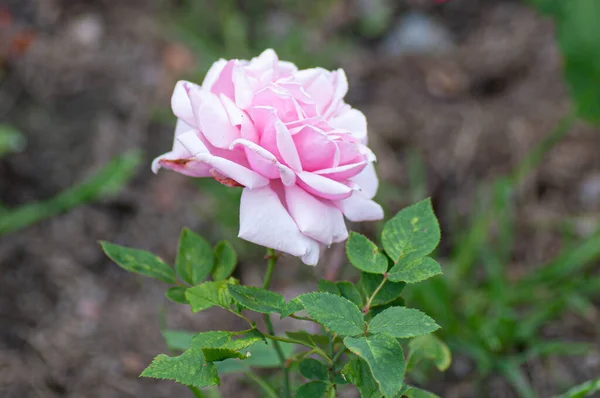 Przetarg różowy kwiat róży na łodydze w jesiennym ogrodzie. Fotografia botaniczna do ilustracji Rose — Zdjęcie stockowe