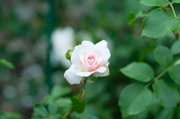 Przetarg Różowy Kwiat Róży Zielonym Tle Ogrodzie Fotografia Botaniczna Ilustracji — Zdjęcie stockowe