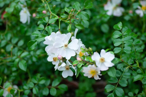 Przetarg Biały Pies Kwiat Róży Zielonym Tle Ogrodzie Fotografia Botaniczna — Zdjęcie stockowe
