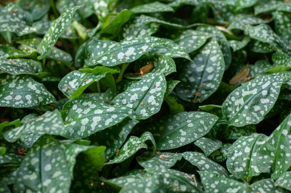 Green Spotted Leaves Pulmonaria Saccharata Garden Botanical Photography Illustration Leaves — Stock Photo, Image