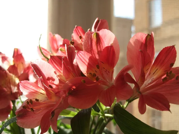 Uma vista de perto da flor Alstroemeria contra um fundo em casa. — Fotografia de Stock