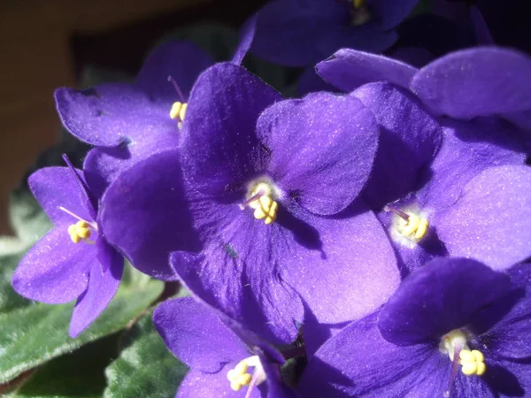 Flores violetas maricones como fondo floral. macrofotografía botánica para ilustración de viola — Foto de Stock