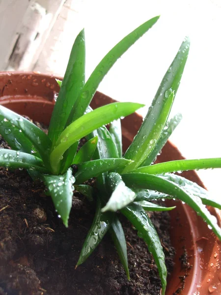 Aloe planta com gotas de água no pote em casa janela — Fotografia de Stock