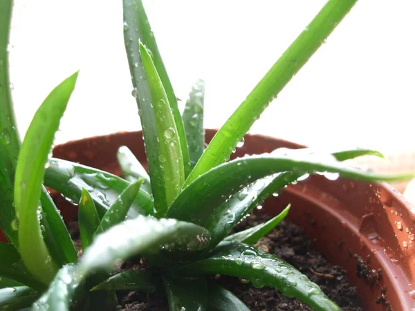 Planta de aloe con gotas de agua en la olla de cerca en casa alféizar de la ventana —  Fotos de Stock