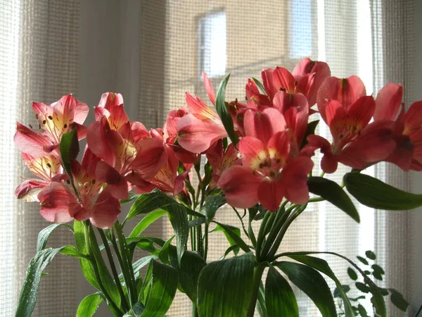 Blisko widok Alstroemeria kwiat na tle domu. — Zdjęcie stockowe