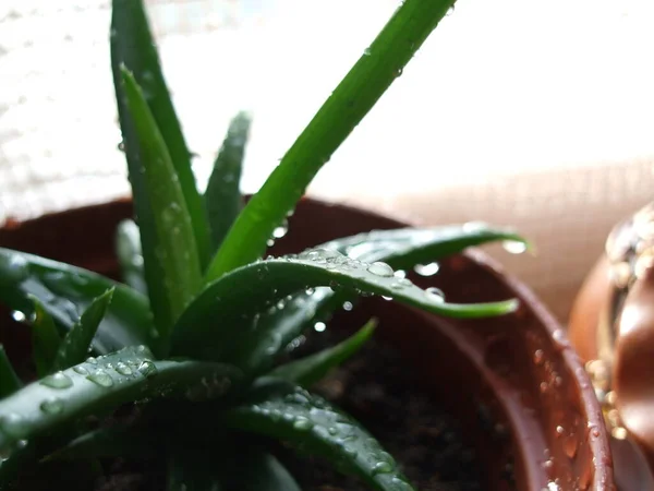 Planta Aloe Con Gotas Agua Olla Cerca Alféizar Ventana Casa —  Fotos de Stock