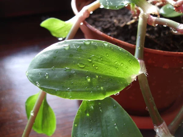 Gros plan d'une feuille de tradescantie verte avec des gouttes d'eau — Photo