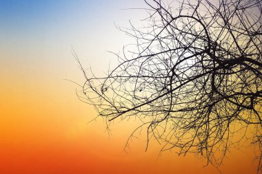 Doğal arka plan bulanıklık ya da sıcak renkler ve parlak güneş ışığı ölü ağacı. Kuru ağaçlar gökyüzü arka plan üzerinde ölmek.