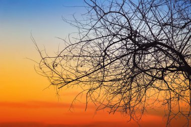 Doğal arka plan bulanıklık ya da sıcak renkler ve parlak güneş ışığı ölü ağacı. Kuru ağaçlar gökyüzü arka plan üzerinde ölmek.