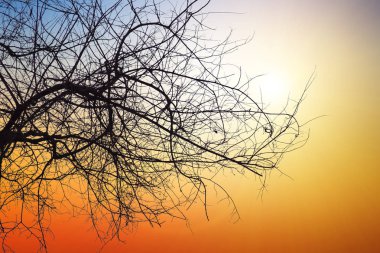 Doğal arka plan bulanıklık ya da sıcak renkler ve parlak güneş ışığı ölü ağacı. Kuru ağaçlar gökyüzü arka plan üzerinde ölmek.