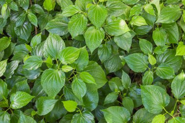 Yeşil ot tembul yaprak bush ya da piper biber ve kava içerir Karabibergiller ailesine ait bir asma yaprak olduğunu. Tayland'da ünlü bitki arayın Chaplu.