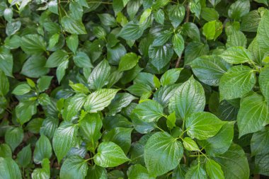 Yeşil ot tembul yaprak bush ya da piper biber ve kava içerir Karabibergiller ailesine ait bir asma yaprak olduğunu. Tayland'da ünlü bitki arayın Chaplu.