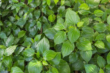 Yeşil ot tembul yaprak bush ya da piper biber ve kava içerir Karabibergiller ailesine ait bir asma yaprak olduğunu. Tayland'da ünlü bitki arayın Chaplu.