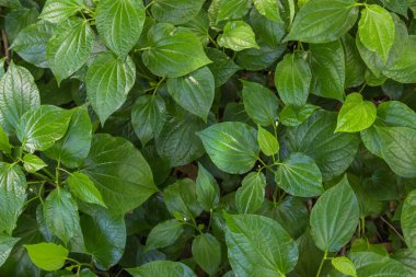 Yeşil ot tembul yaprak bush ya da piper biber ve kava içerir Karabibergiller ailesine ait bir asma yaprak olduğunu. Tayland'da ünlü bitki arayın Chaplu.