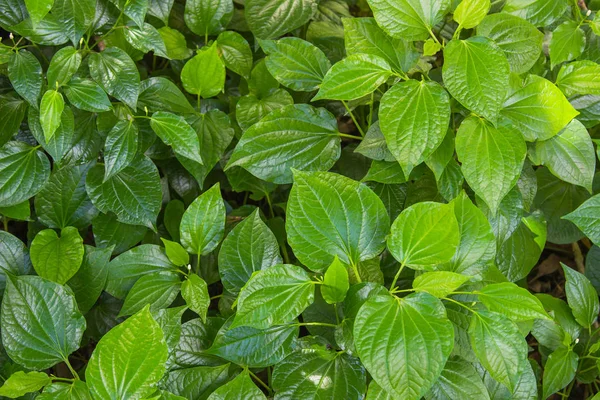 Green Herb Betel Leaf bush or piper is the leaf of a vine belonging to the piperaceae family, which includes pepper and kava. Famous herb in Thailand call Chaplu.