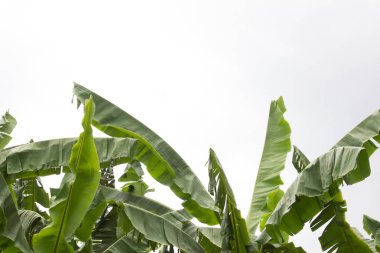 Muz ağacı, Bahçe arka planda gökyüzü güneş ışığı ile yaprak.