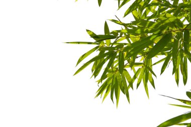 Yeşil Energy.Leaf desen yeşil bambu beyaz veya soyut arka plan ile izole bırakır. Dünya Su günü veya ulusal Ormancılık koruma günü.